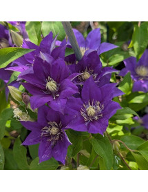 Clematis Olympia (Evipo099) (2lt) Clematis Olympia (Evipo099) (2lt)