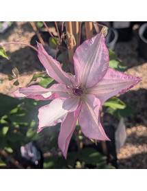 Clematis Omoshiro (3lt)