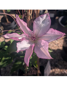 Clematis Omoshiro (3lt)