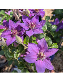 Clematis Paulie (Evipo058) (3lt) Clematis Paulie (Evipo058) (3lt)