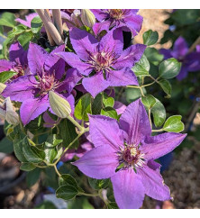 Clematis Paulie (Evipo058) (3lt)