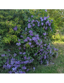 Clematis Perle d'Azur (2lt)