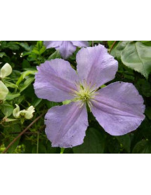 Clematis Perle d'Azur (2lt)