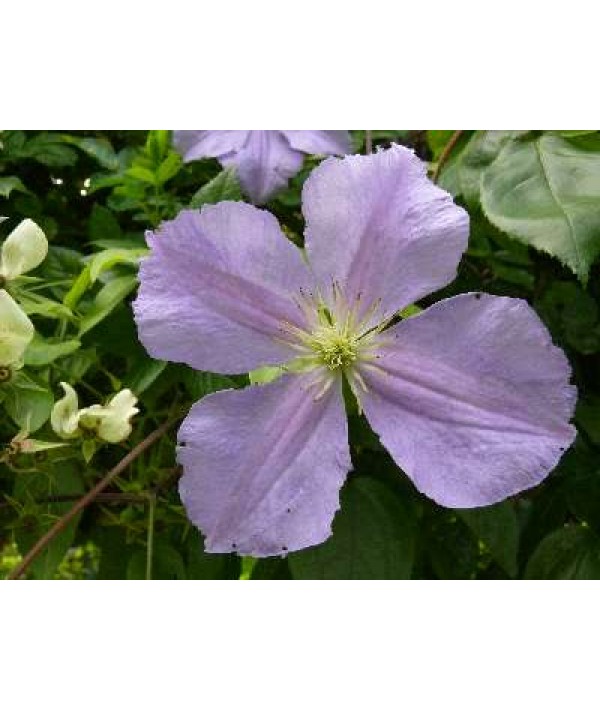 Clematis Perle d'Azur (2lt)