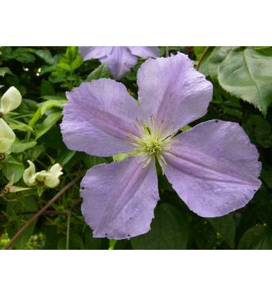 Clematis Perle d'Azur (2lt)