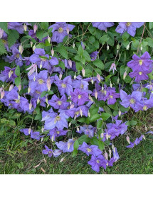 Clematis Perle d'Azur (2lt)