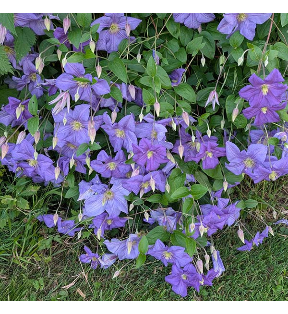 Clematis Perle d'Azur (2lt)