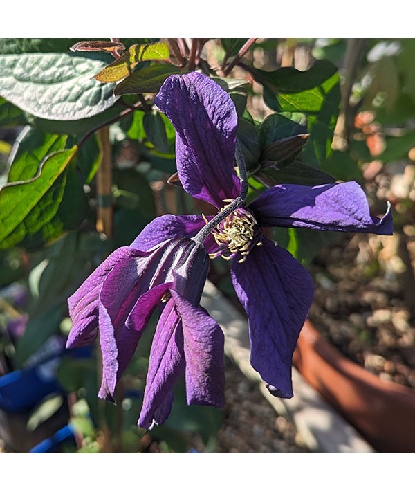 Clematis Petit Faucon (3lt)