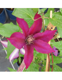 Clematis Picardy (Evipo024) (3lt)
