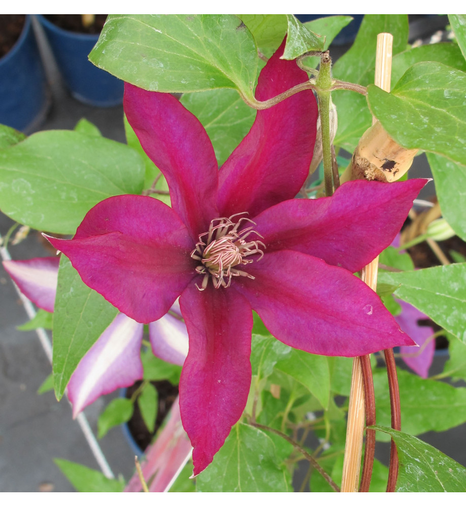 Clematis Picardy (Evipo024) (3lt)