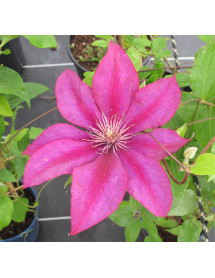 Clematis Picardy (Evipo024) (3lt)