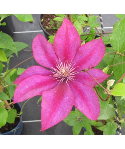 Clematis Picardy (Evipo024) (3lt)