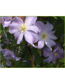 Clematis Prince Charles (3lt)