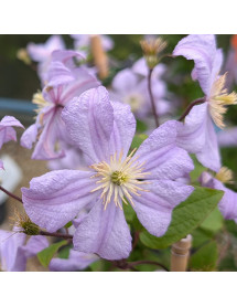 Clematis Prince Charles (2lt)