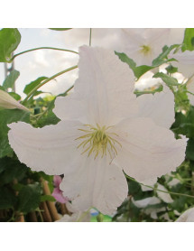 Clematis Prince George (3lt)