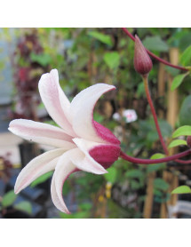 Clematis texensis Princess Kate (3lt)