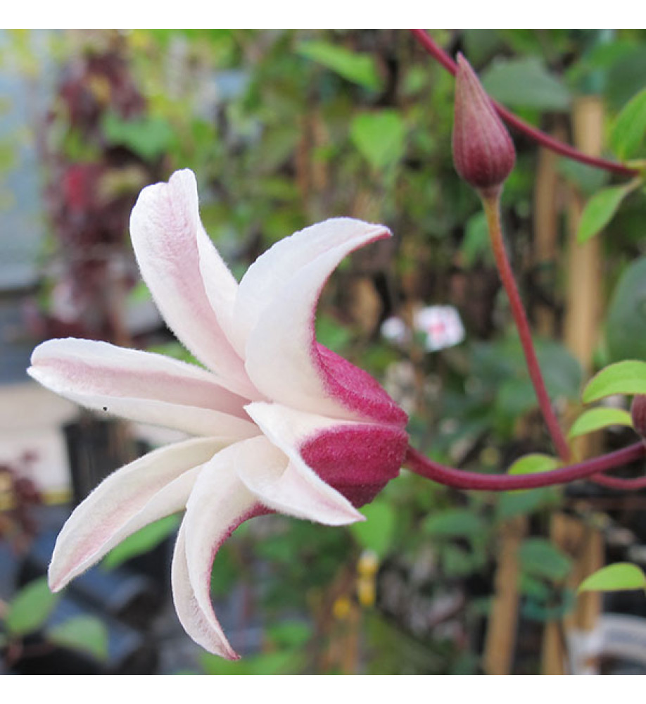 Clematis texensis Princess Kate (3lt)
