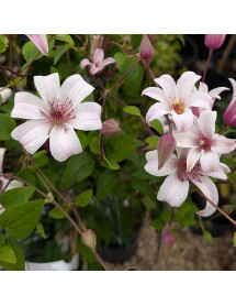 Clematis texensis Princess Kate (2lt)