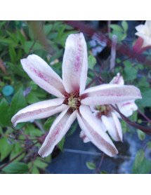 Clematis texensis Princess Kate (3lt)