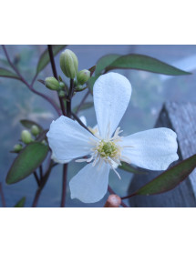 Clematis recta purpurea (7lt)