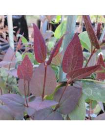 Clematis recta purpurea (2lt)