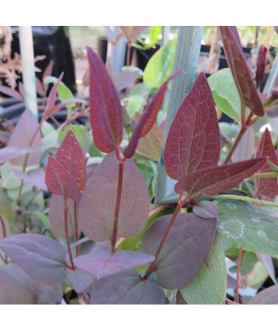Clematis recta purpurea (2lt)