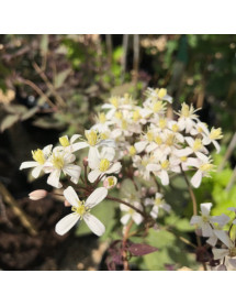 Clematis recta purpurea (2lt)