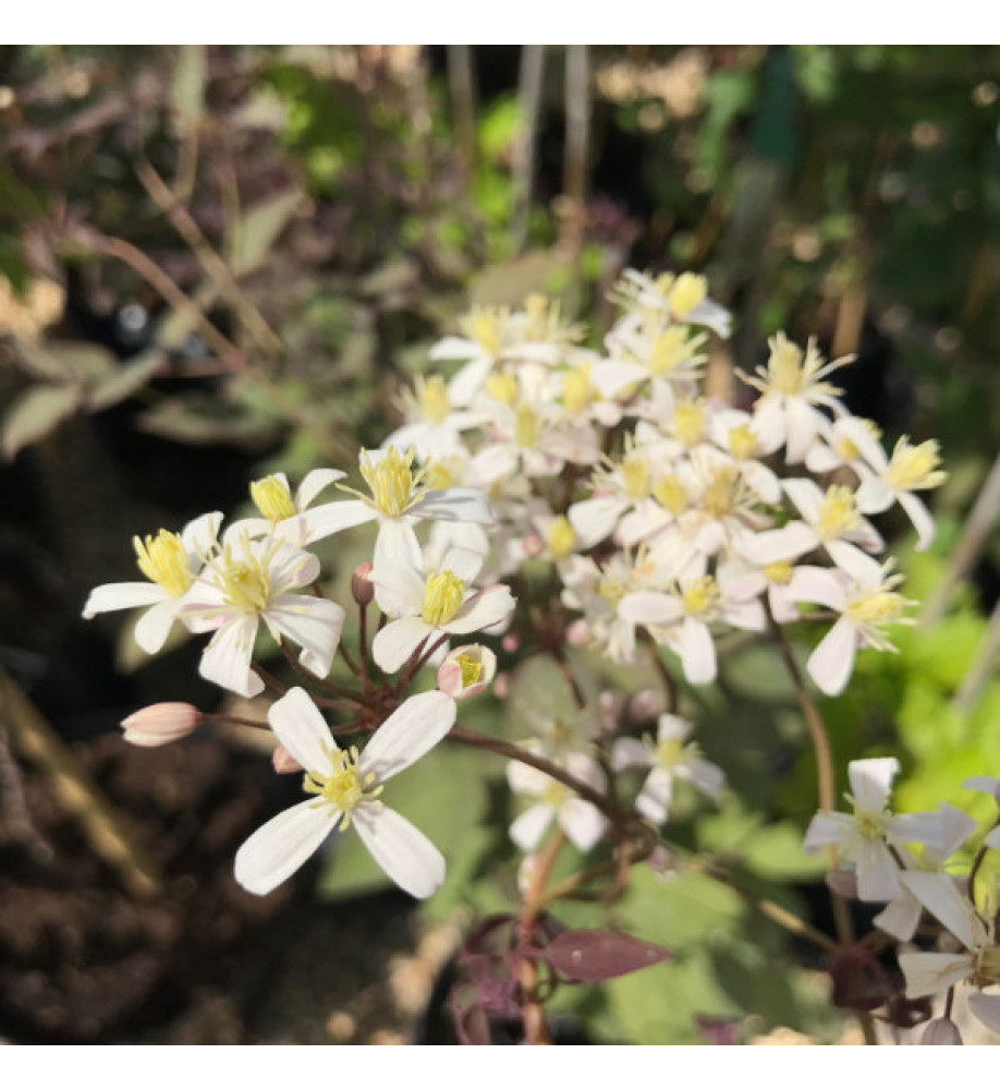 Clematis recta purpurea (2lt)