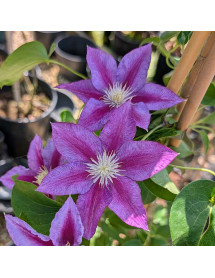 Clematis Red Pearl (3lt) Clematis Red Pearl (3lt)