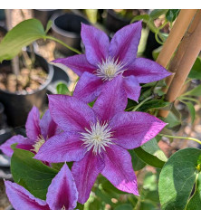 Clematis Red Pearl (3lt)