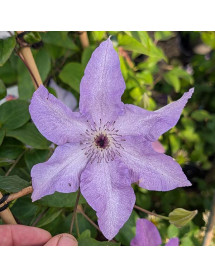 Clematis Reflections (evipo035) (3lt) Clematis Reflections (evipo035) (3lt)