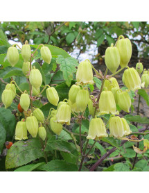 Clematis rehderiana (2lt)