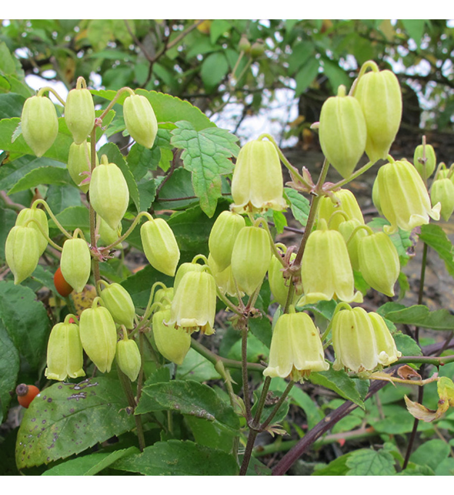Clematis rehderiana (2lt)