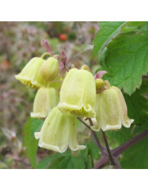 Clematis rehderiana (2lt)