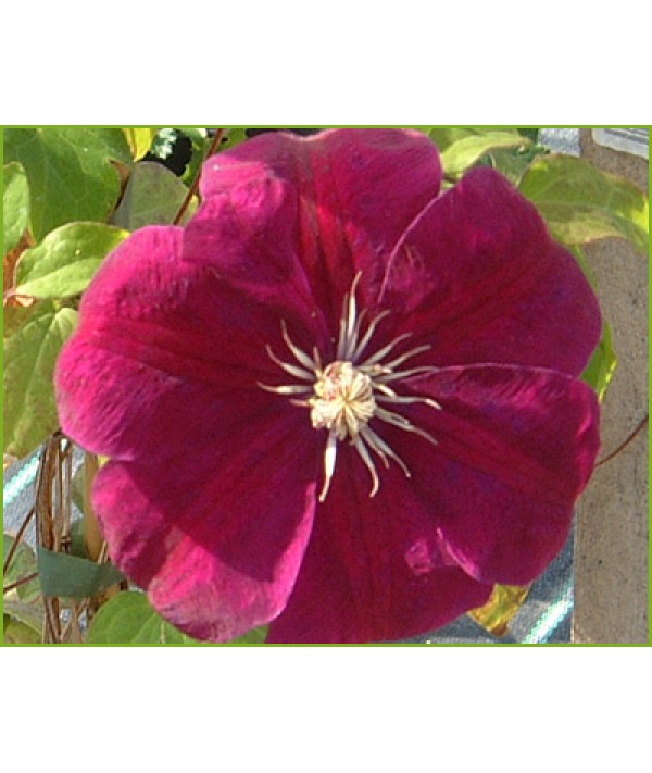 Clematis Rouge Cardinal (3lt)