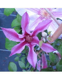 Clematis Vicki  evipo114 (3lt)