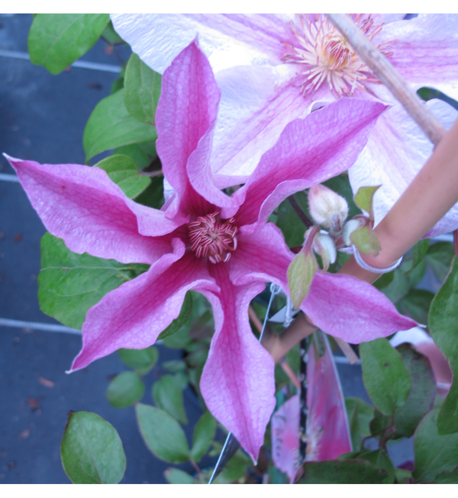 Clematis Vicki  evipo114 (3lt)