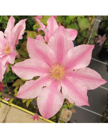 Clematis Vicki  evipo114 (3lt)