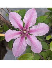 Clematis Saphyra Double Rose (3lt)