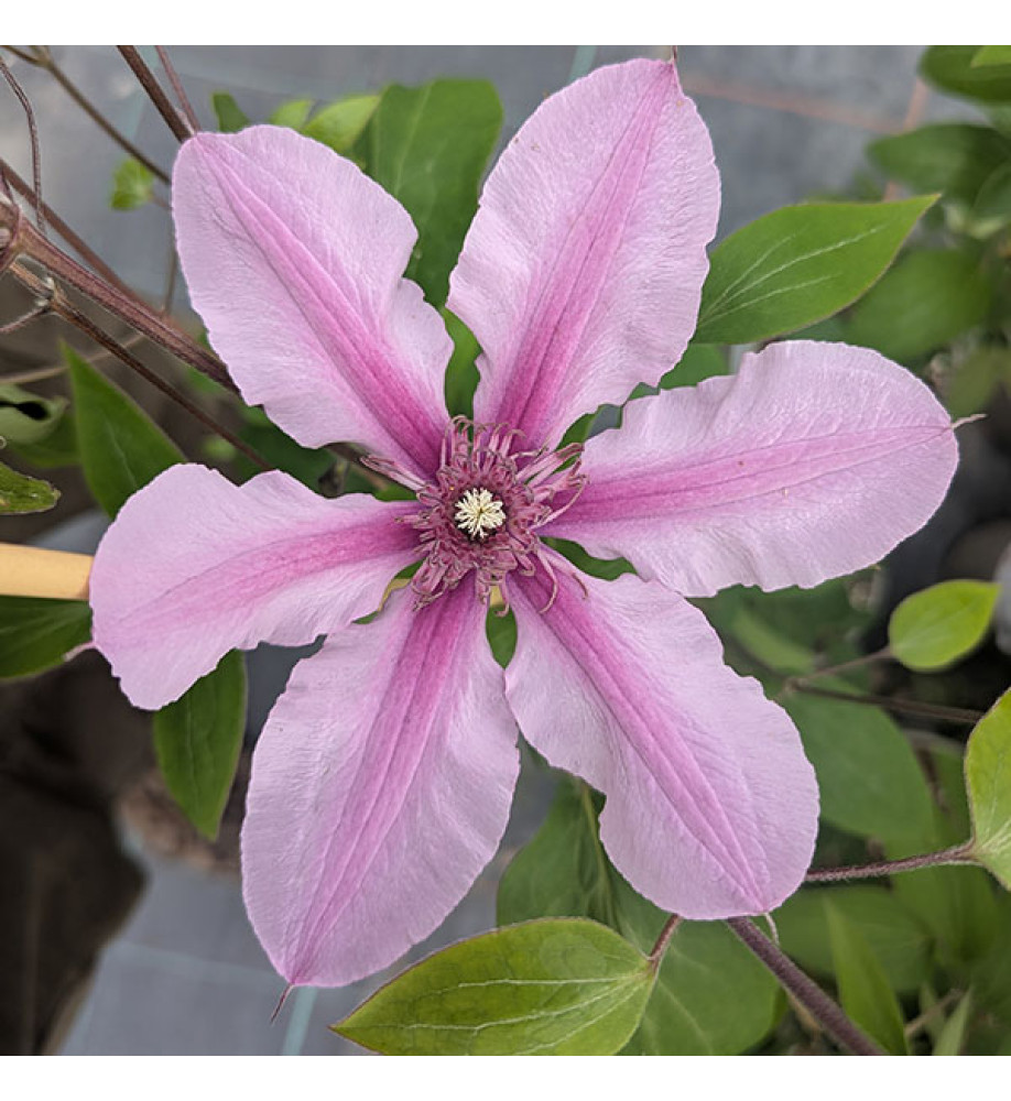 Clematis Saphyra Double Rose (3lt)