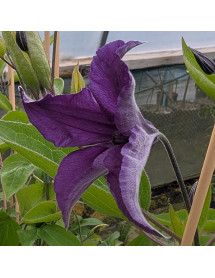 Clematis Saphyra Indigo (3lt)