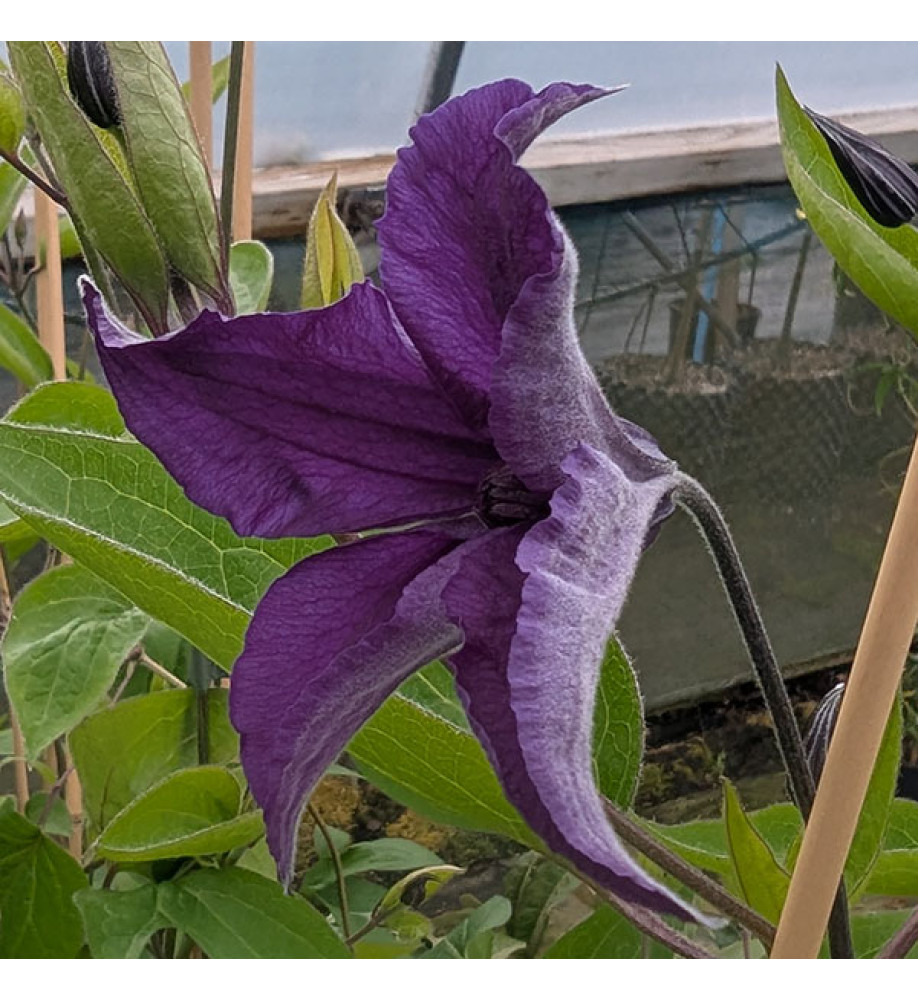 Clematis Saphyra Indigo (3lt)