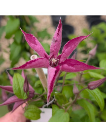 Clematis Saphyra Nancy (2lt)