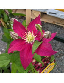 Clematis So Many Red Flowers (2lt)