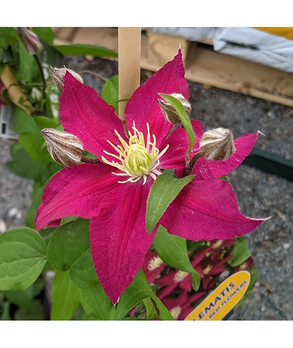 Clematis So Many Red Flowers (2lt)