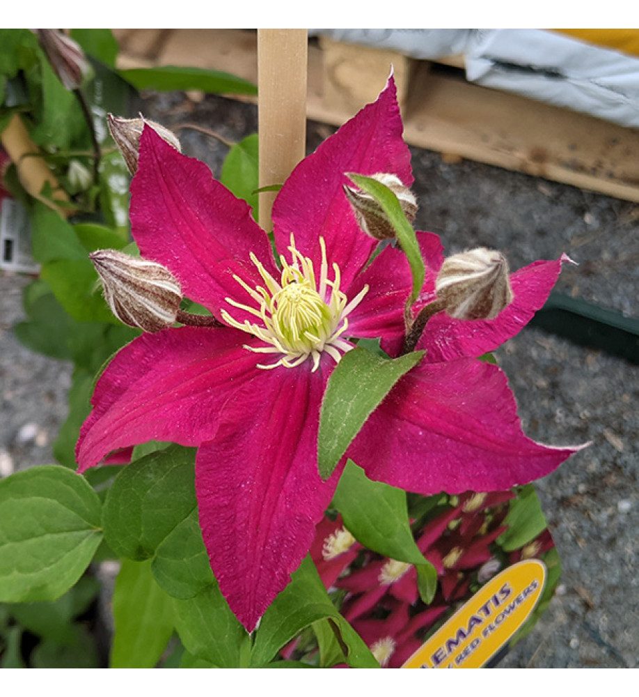Clematis So Many Red Flowers (2lt)
