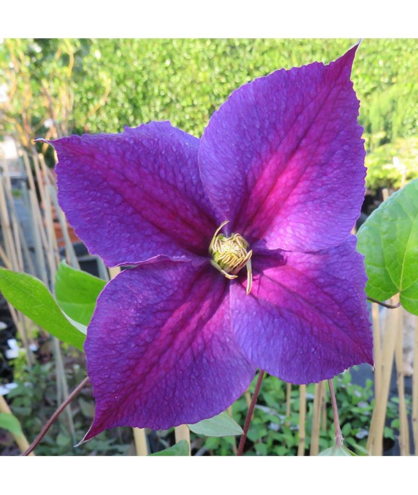 Clematis Star of India (2lt)