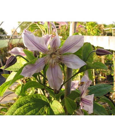 Clematis Star River (2lt)