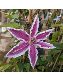 Clematis Starlight (3lt)