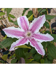 Clematis Starlight (3lt)
